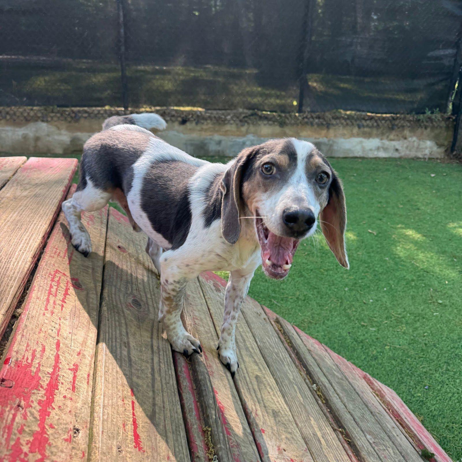 Daycare and play at Best In Show