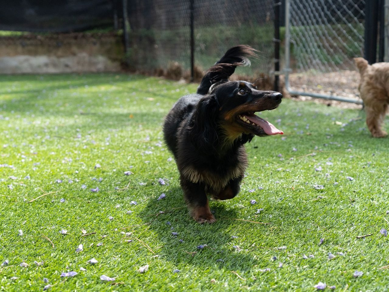 Daycare and play at Best In Show