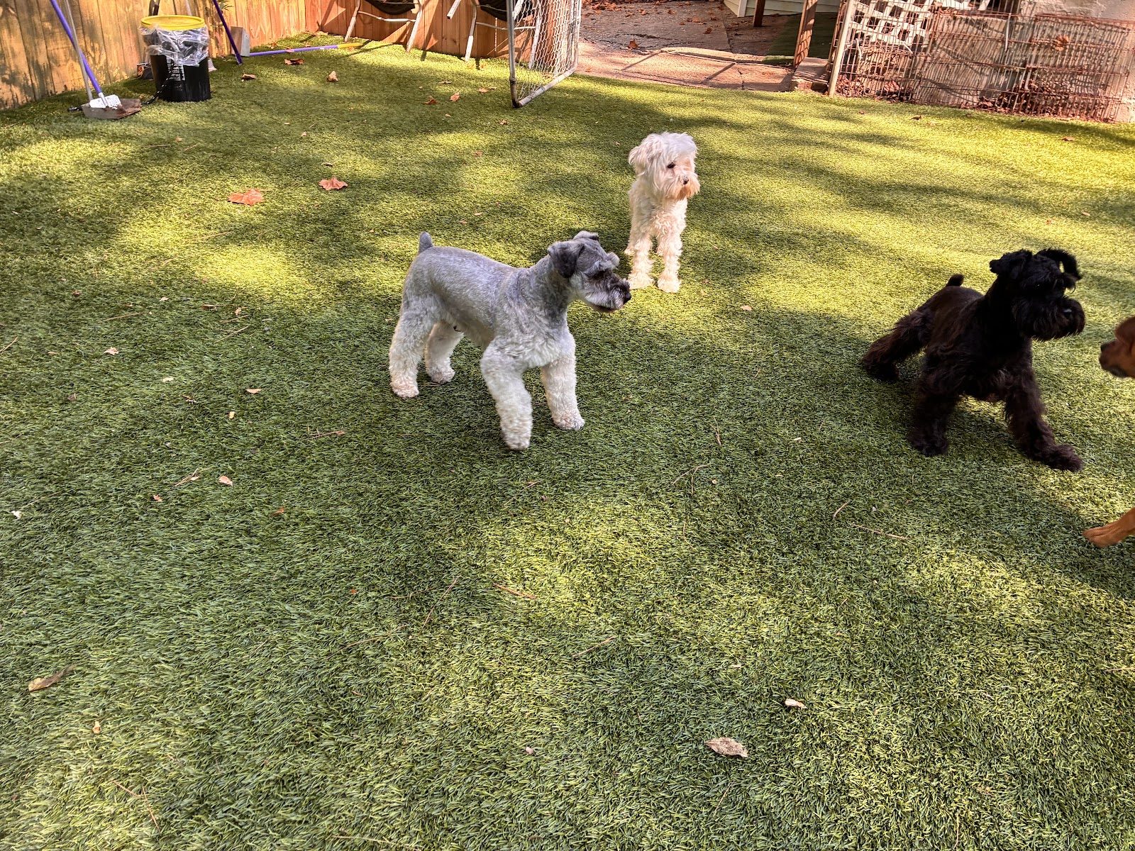 Daycare and play at Best In Show