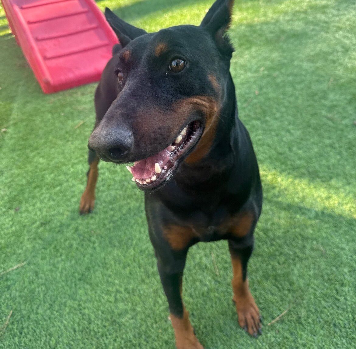 Daycare and play at Best In Show