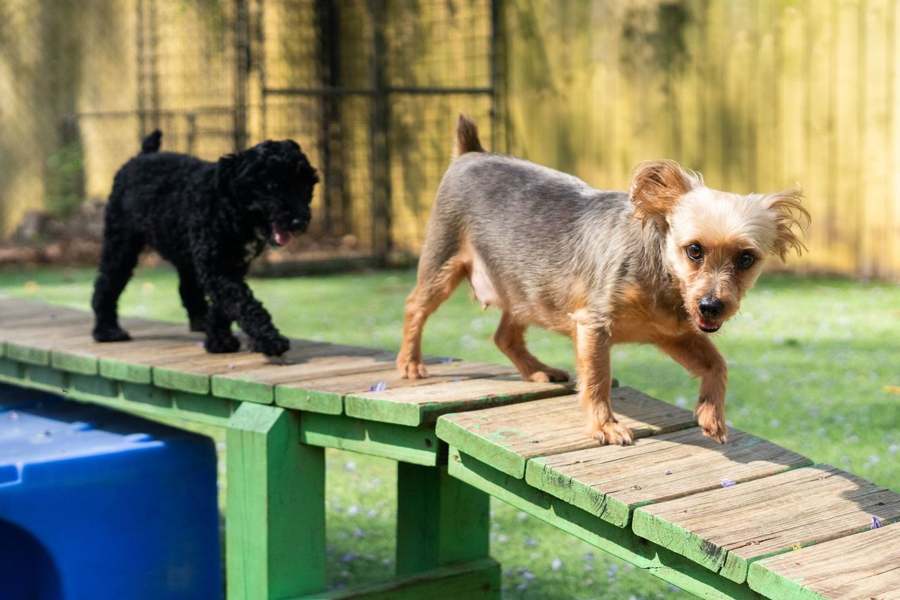 Daycare and play at Best In Show