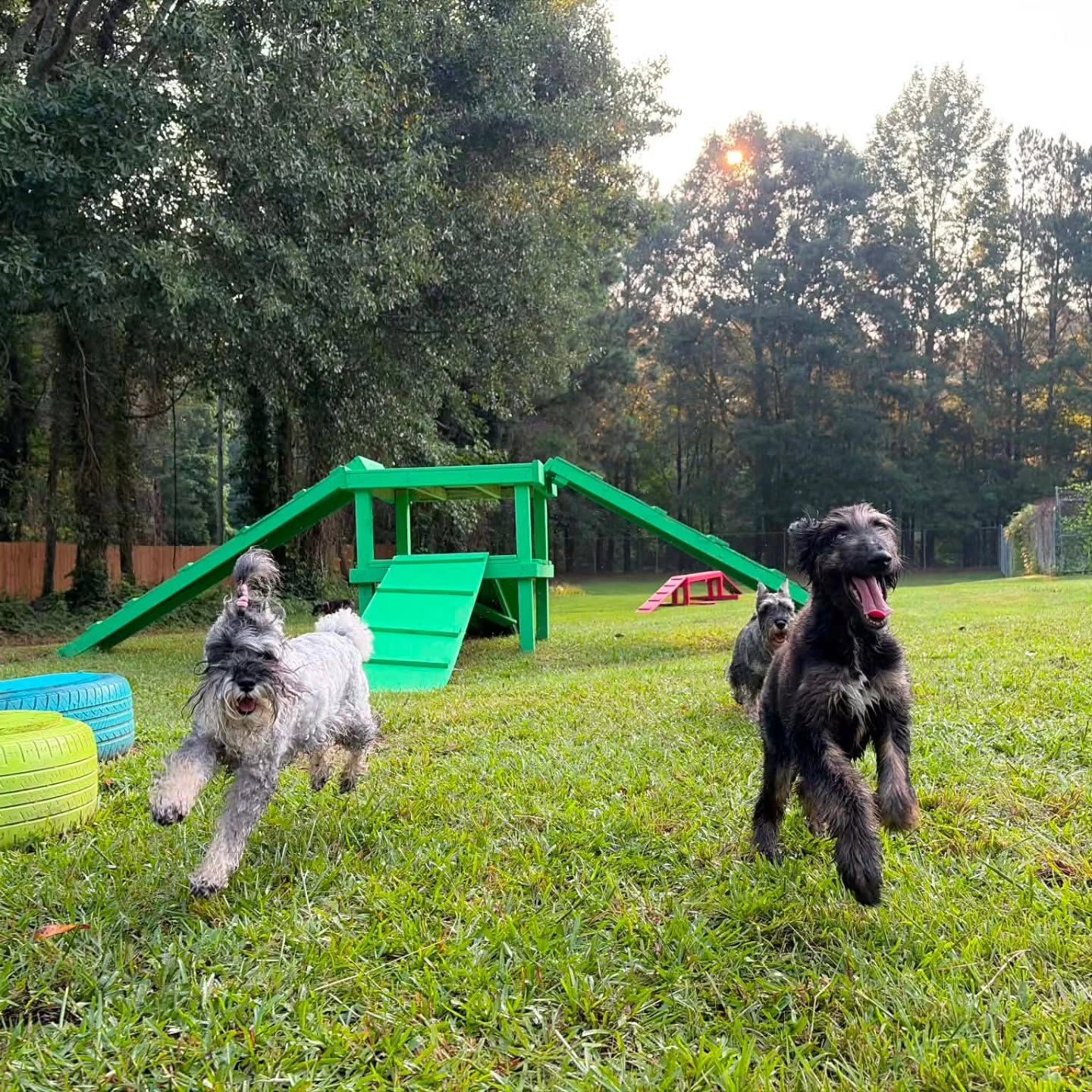 Dogs running the agility field on the nine acre Fairburn property