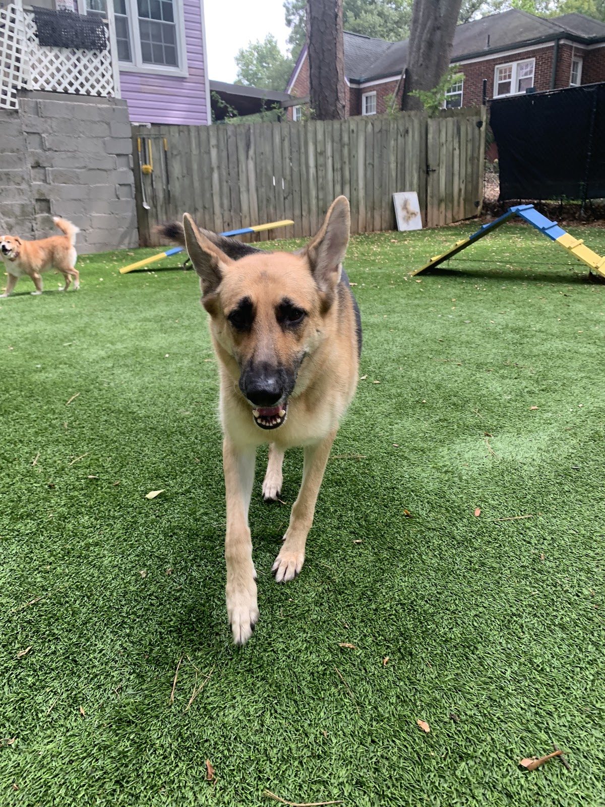 Daycare and play at Best In Show