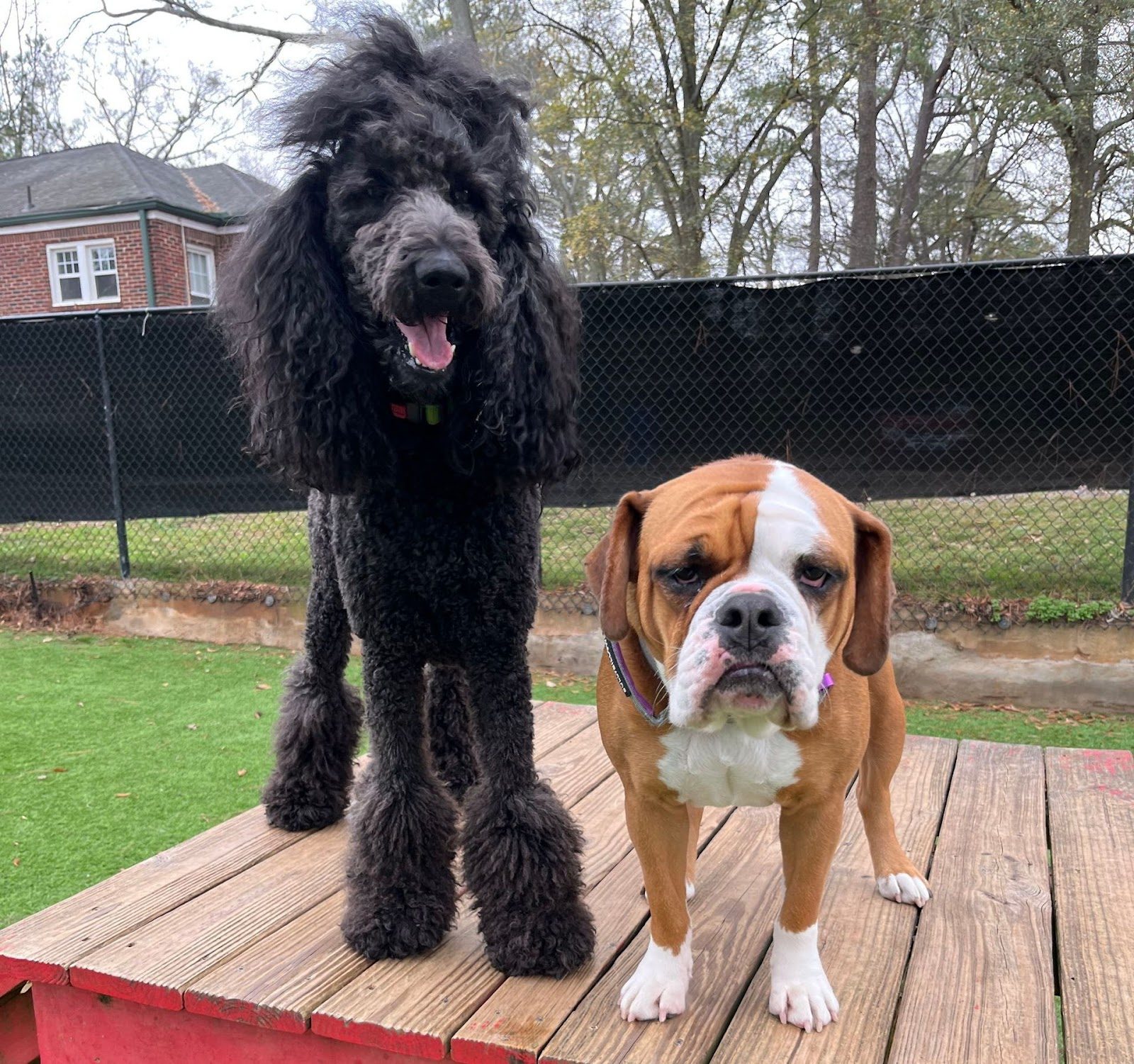 Daycare and play at Best In Show