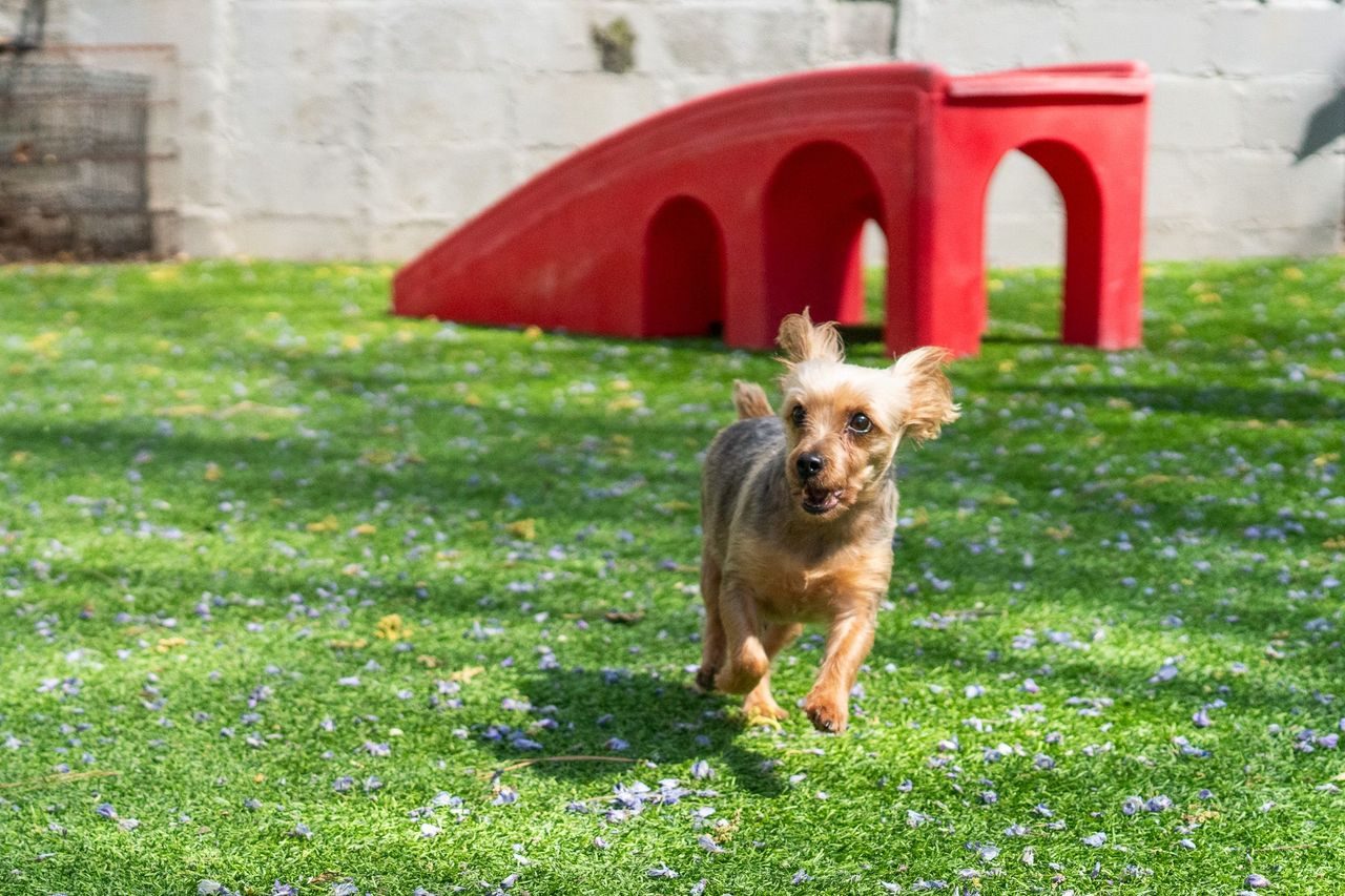 Daycare and play at Best In Show